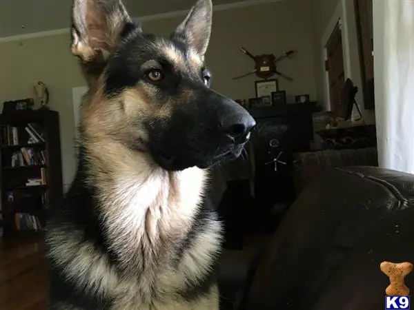 German Shepherd